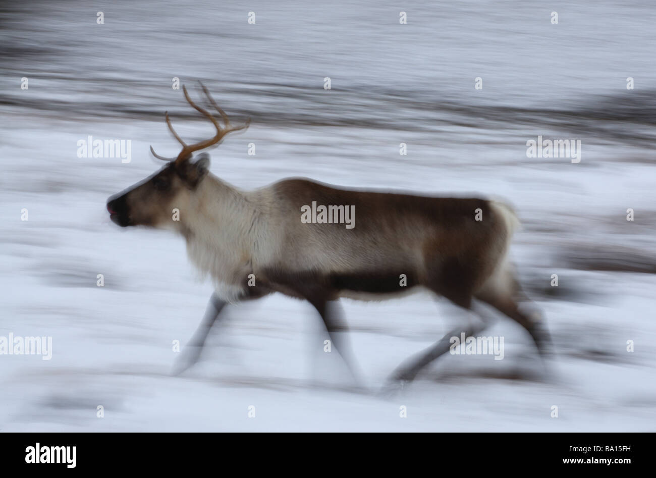 Reindeer running in snow showing with motion blur Stock Photo