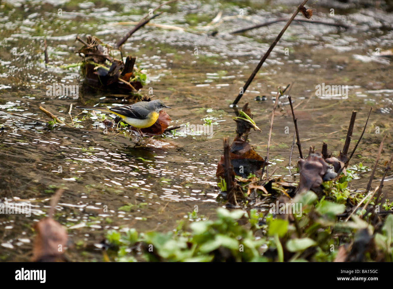 Adult male grey wagtail in natural surroundings feeding in stream in Castle Combe village, Wiltshire Stock Photo