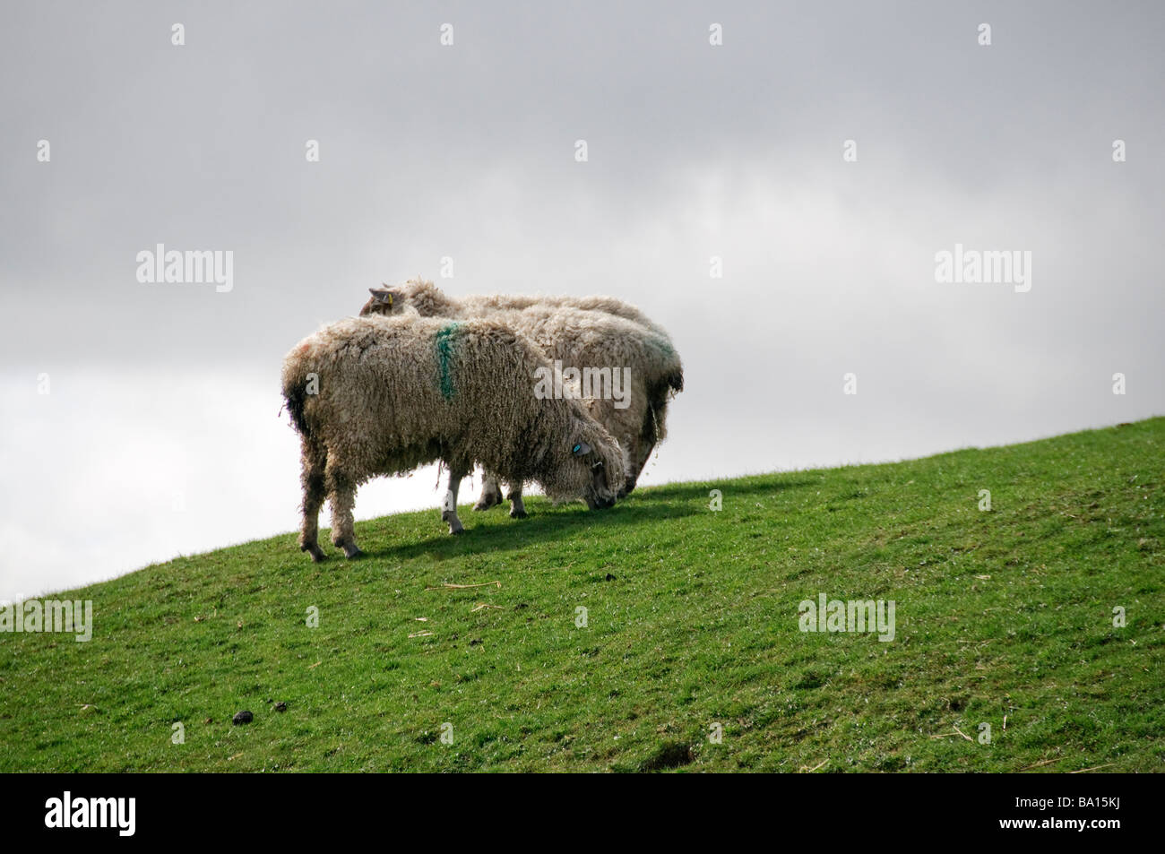 Two white Wensleydale ewes on a hill at West End Farm near Morpeth Stock Photo