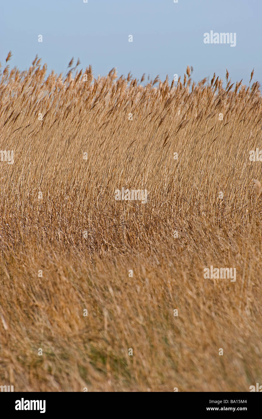 reed bed showing reeds bending in the wind Stock Photo