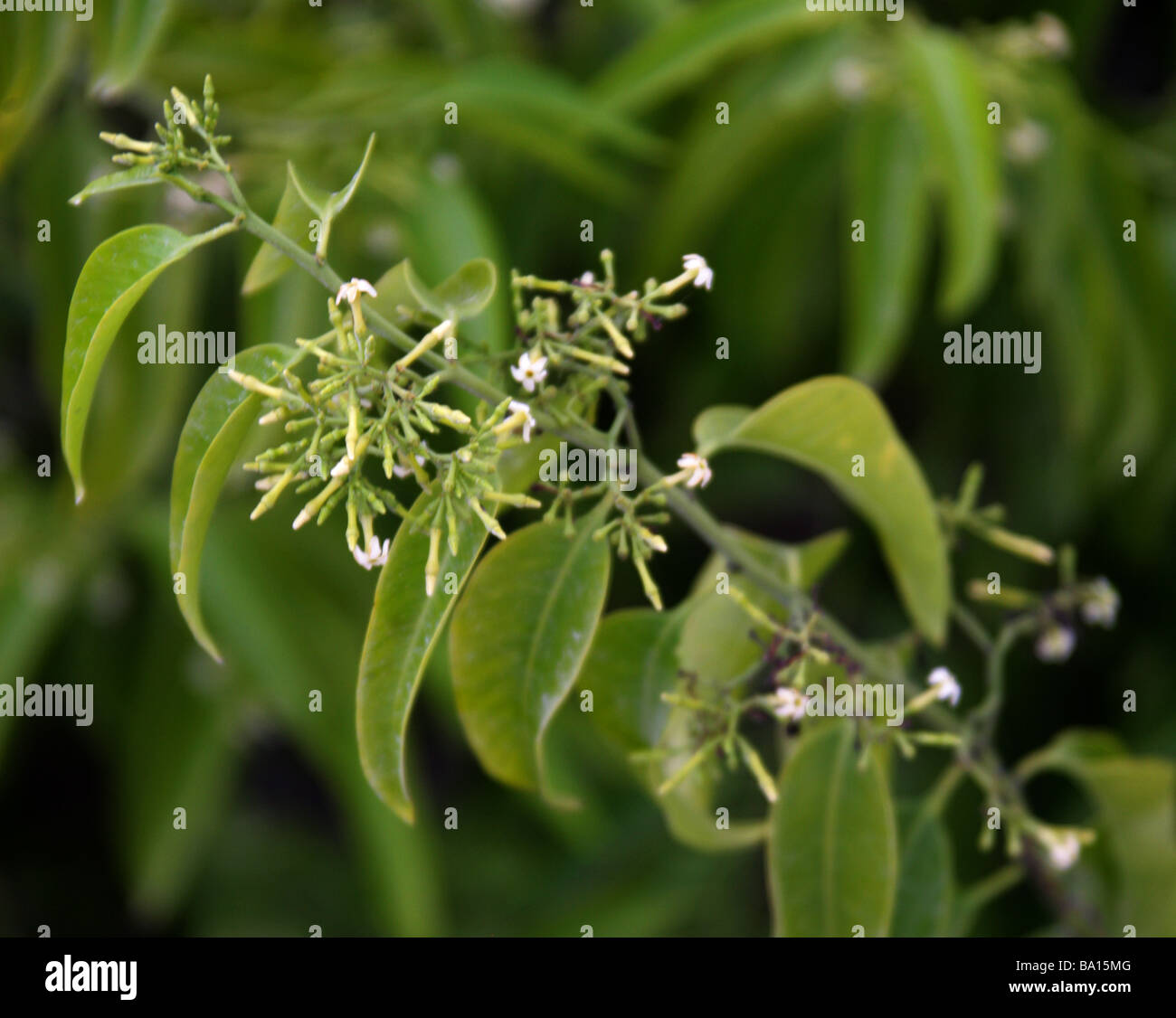 Unidentified Shrub with White Flowers Growing on a Beach, San Cristobal Island, Galapagos Archipelago, Ecuador, South America Stock Photo