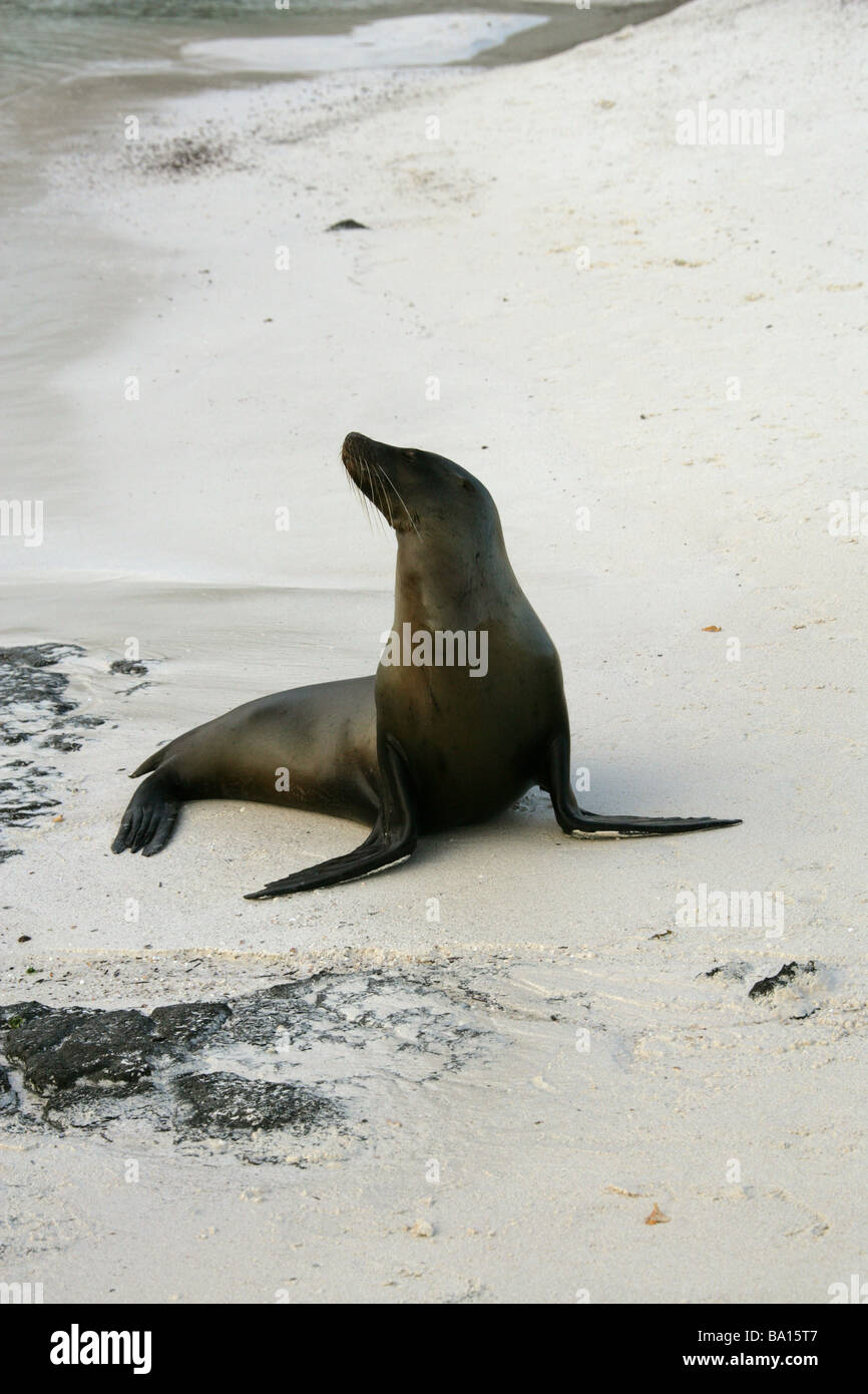 Galapagos Sea Lion, Zalophus wollebaeki californianus, Otariidae, Cerro Brujo, San Cristobal Island, Galapagos Archipelago Stock Photo