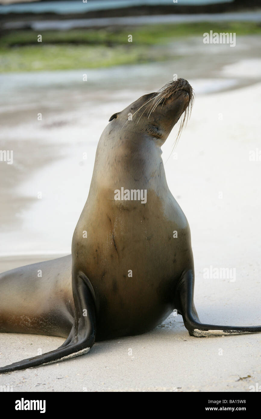 Galapagos Sea Lion, Zalophus wollebaeki californianus, Otariidae, Cerro Brujo, San Cristobal Island, Galapagos Archipelago Stock Photo