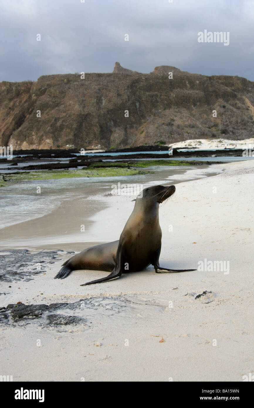 Galapagos Sea Lion, Zalophus wollebaeki californianus, Otariidae, Cerro Brujo, San Cristobal Island, Galapagos Archipelago Stock Photo