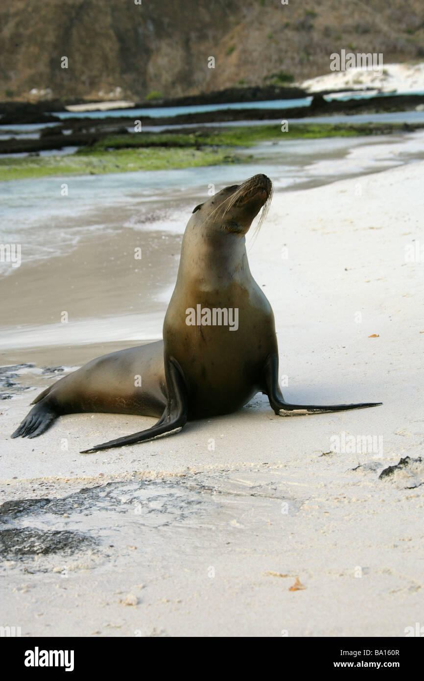 Galapagos Sea Lion, Zalophus wollebaeki californianus, Otariidae, Cerro Brujo, San Cristobal Island, Galapagos Archipelago Stock Photo