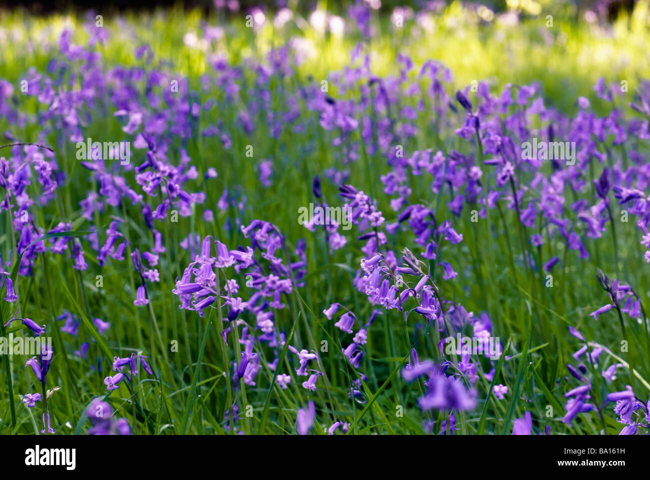 Common bluebells in wood taken locally near Bristol with strip of sunlight near top of frame Stock Photo