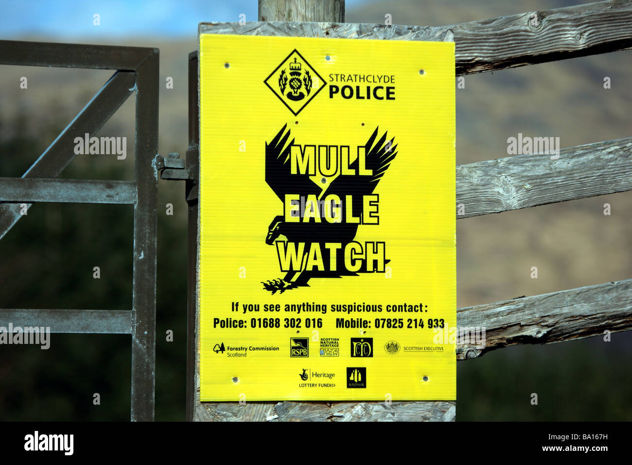 Mull Eagle Watch poster Stock Photo