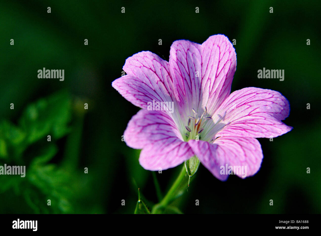 macro flower shot Stock Photo