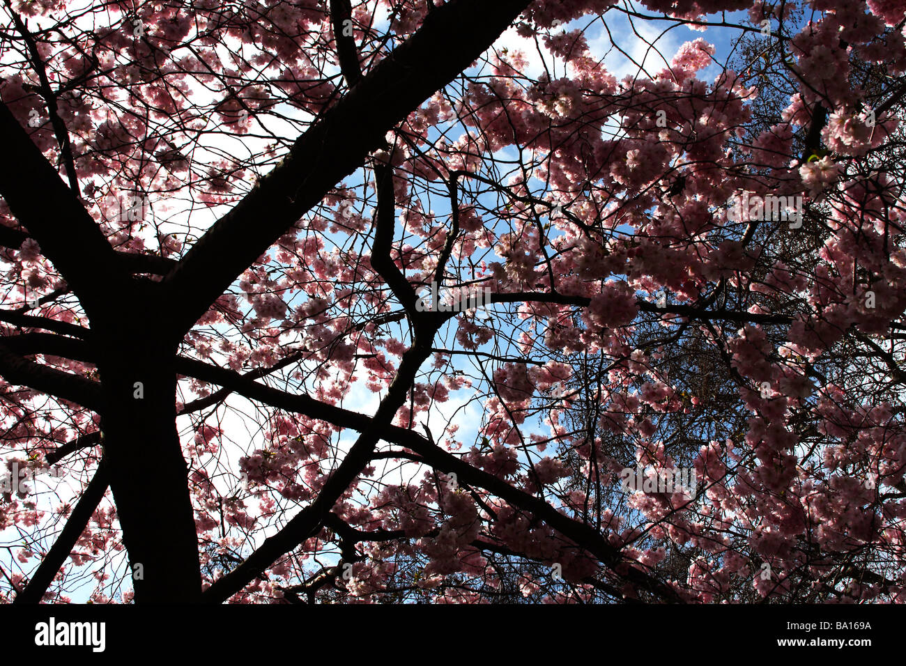 Cherry blossom in London Stock Photo - Alamy