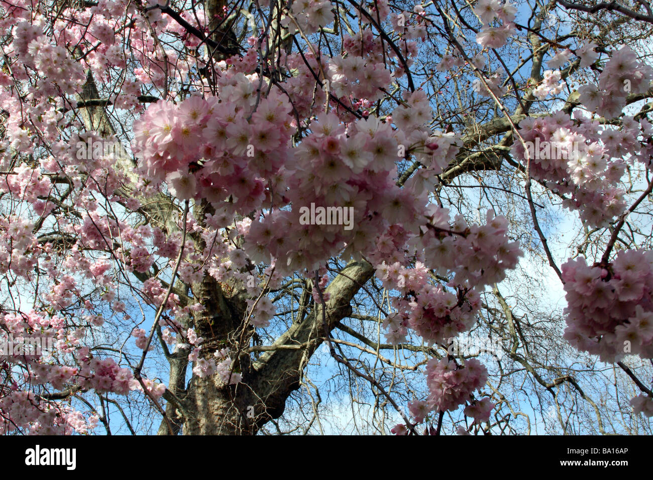 Cherry blossom in London Stock Photo - Alamy