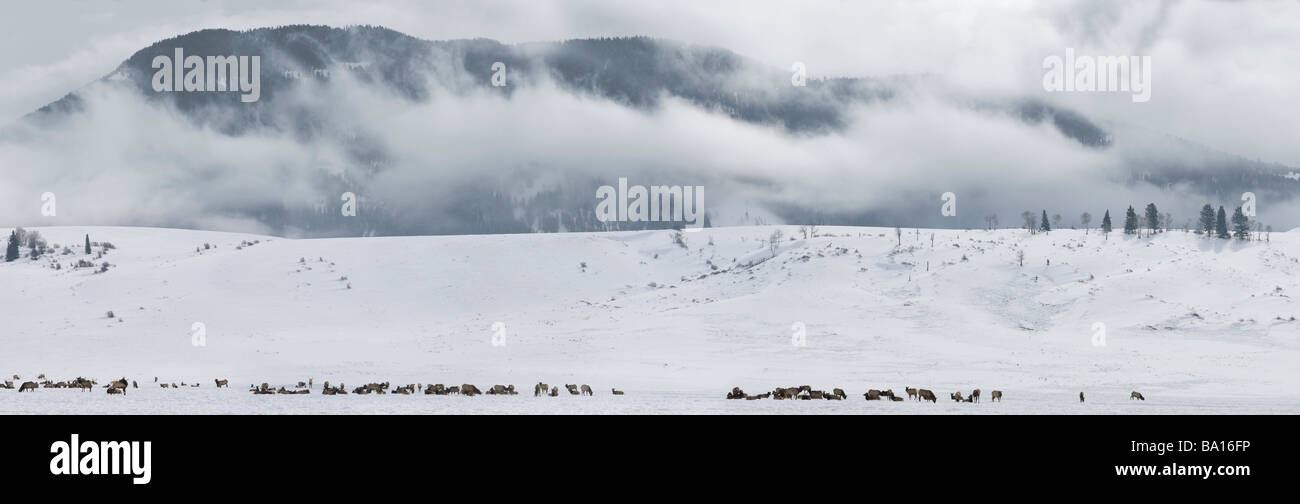 Panorama of herd of Elk wintering at the National Elk Refuge in Wyoming with Millers Butte and low cloud at Table mountain Stock Photo
