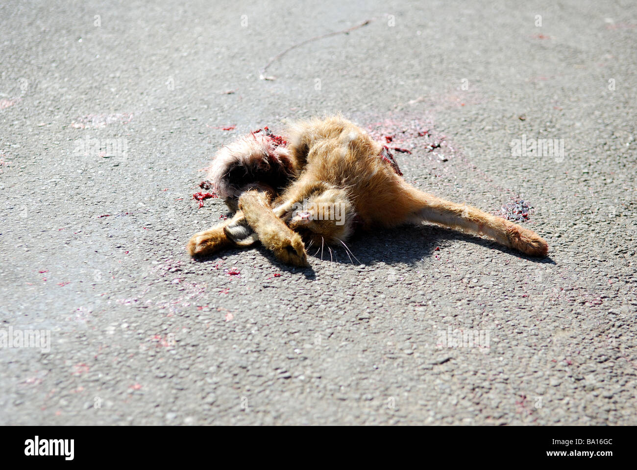 Roadkill Hare . Stock Photo