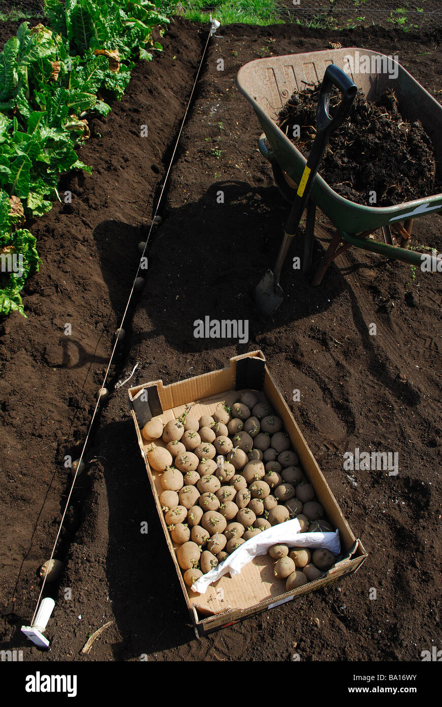 Potatoes Planting out Early Rocket Stock Photo Alamy