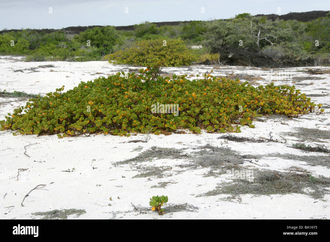 Ink-berry aka Beachberry, Gullfeed, Half Flower or Waxy Bush, Scaevola plumieri, Cerro Brujo, San Cristobal Island, Galapagos Stock Photo