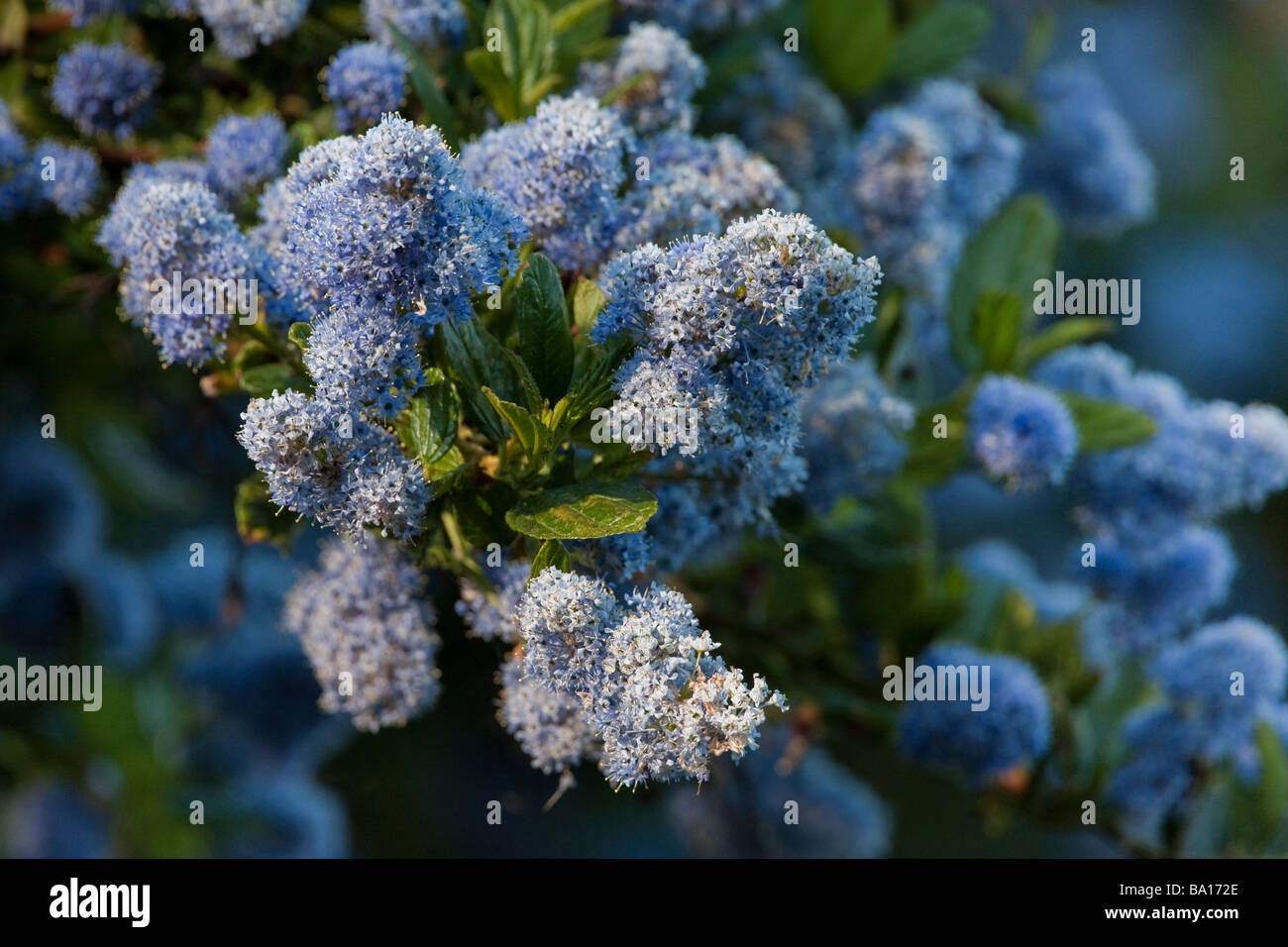 Blue Ceanothus plant in Point Lobos State Reserve, California, USA Stock Photo