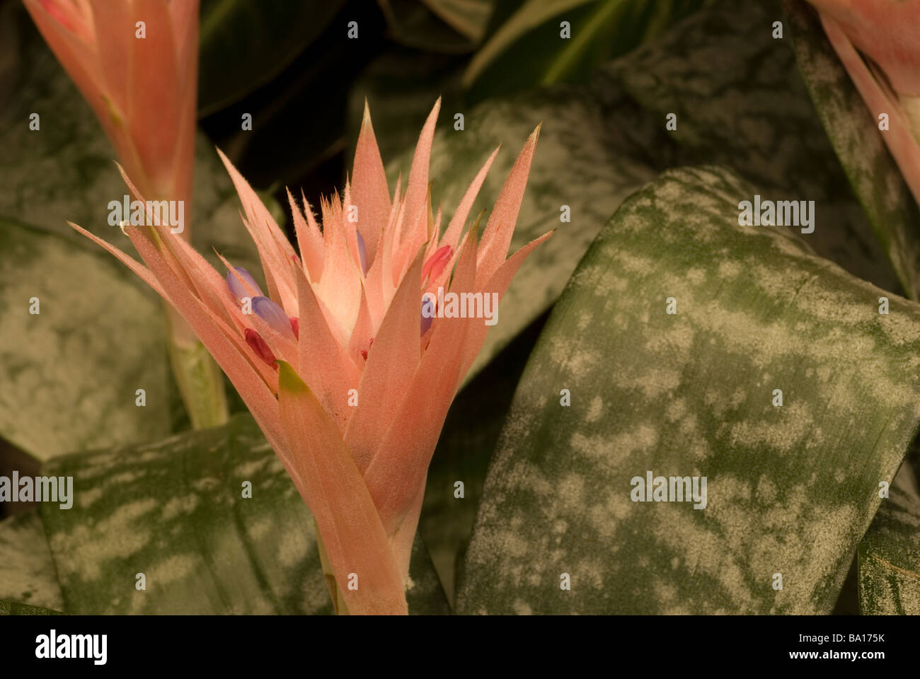 Flower of Bromeliad Aechmea fasciata, Bromeliaceae Stock Photo