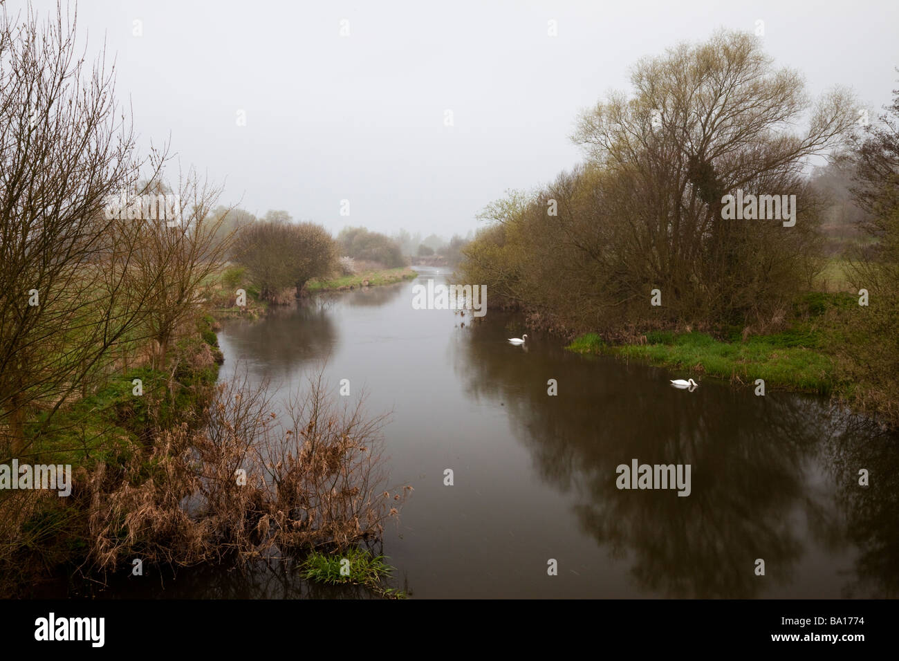 River Stour Wimborne Near Pamphill on misty April morning with swans and reflections of trees and bushes. Stock Photo