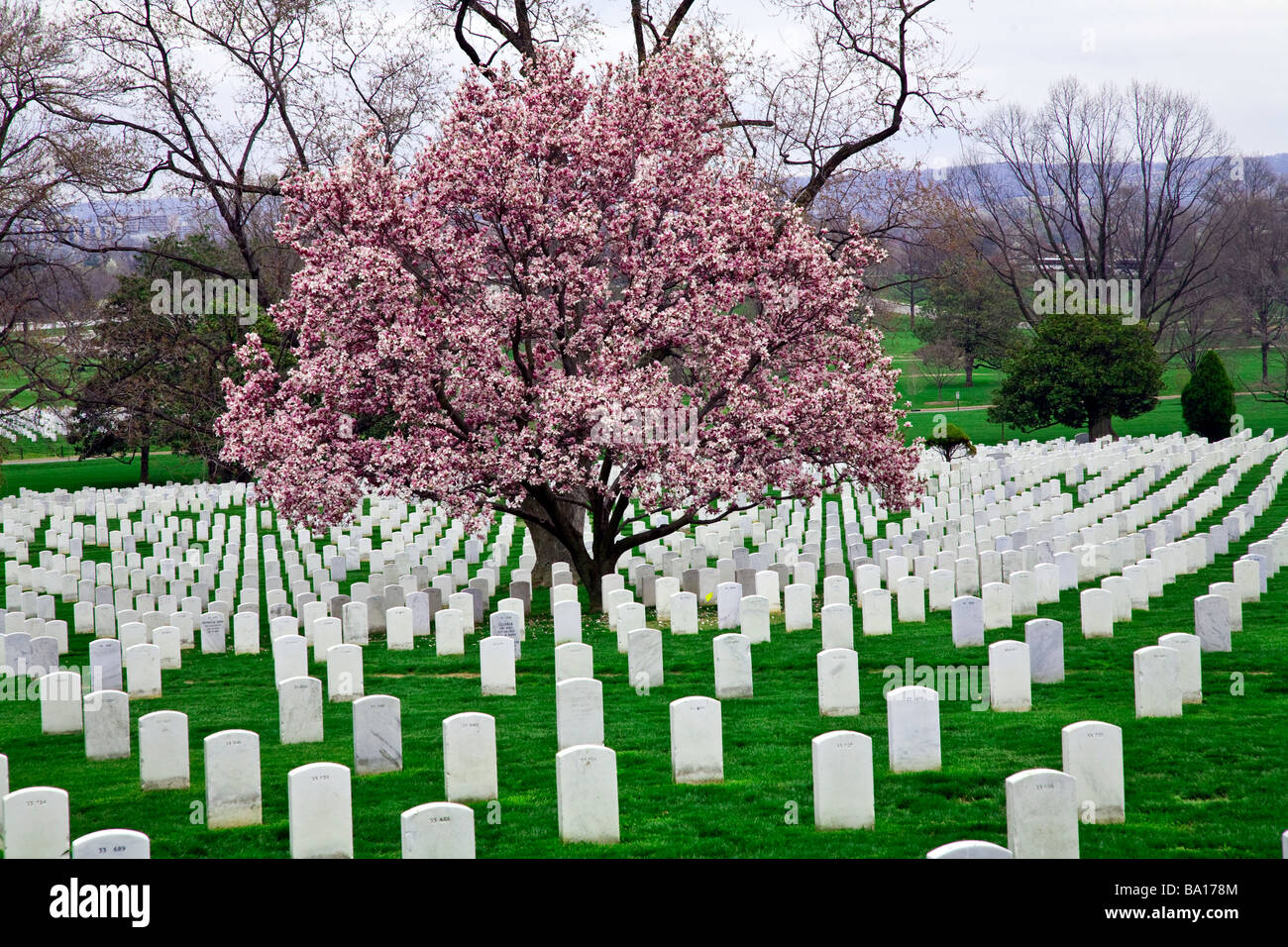 Cherry Blossoms blooming at Arlington National Cemetery;Washington;DC