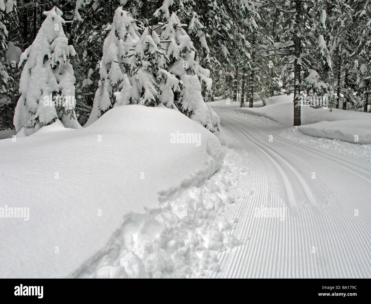 Machine made ski-track in fir-tree forest with plenty of snow, Austria, Achenkirch, near Innsbruck. Stock Photo