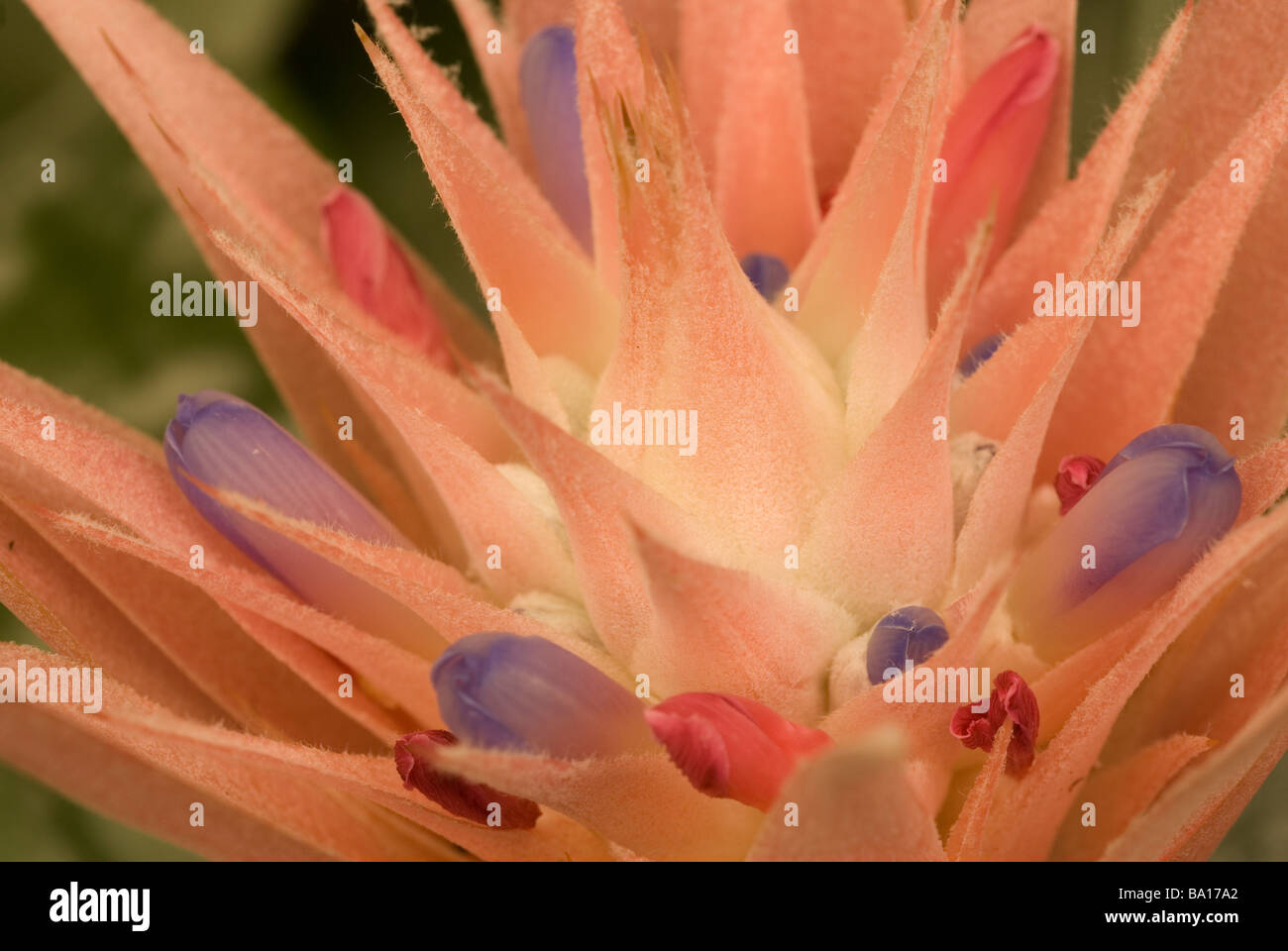 Flower of Bromeliad Aechmea fasciata, Bromeliaceae Stock Photo