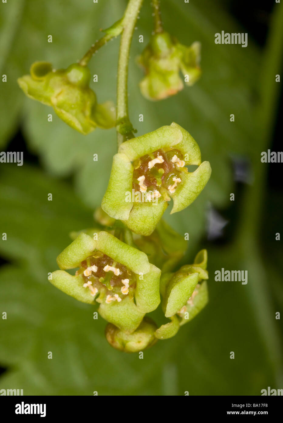 Close up of the flowers of redcurrant Ribes rubrum R sylvestre wild in woodland Dorset Stock Photo