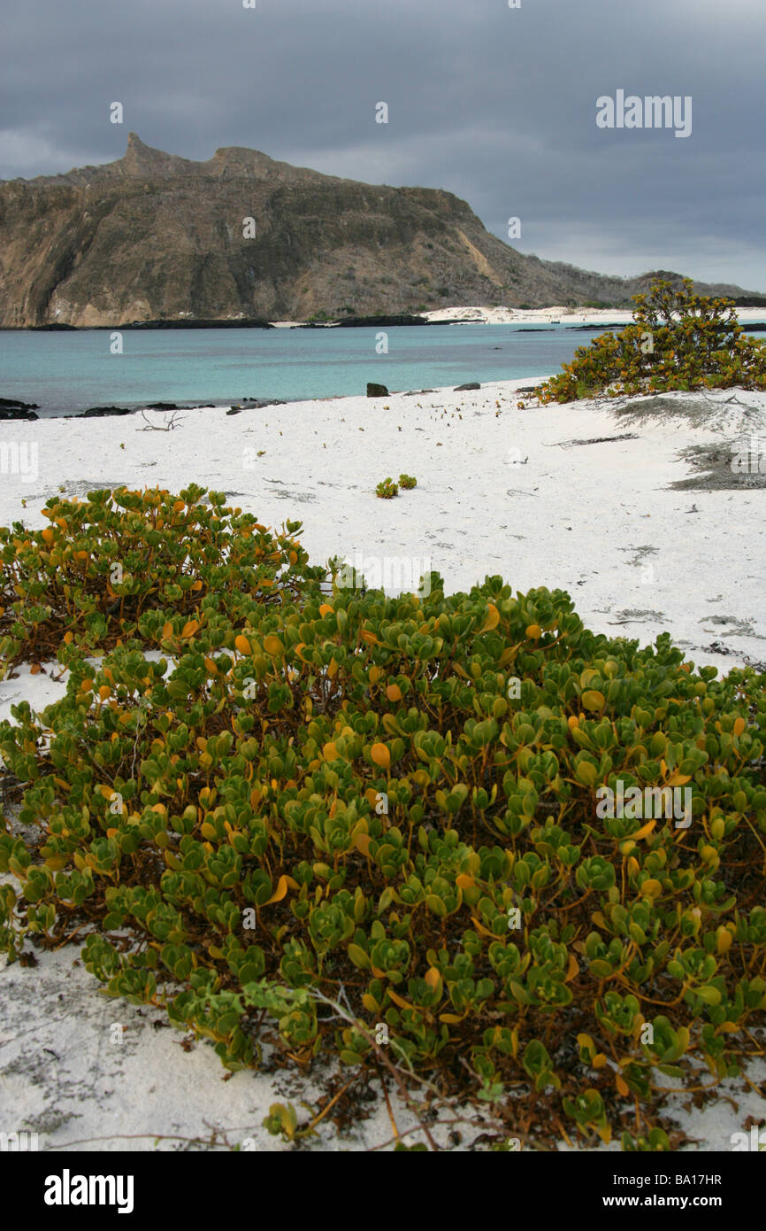 Ink-berry aka Beachberry, Gullfeed, Half Flower or Waxy Bush, Scaevola plumieri, Cerro Brujo, San Cristobal Island, Galapagos Stock Photo