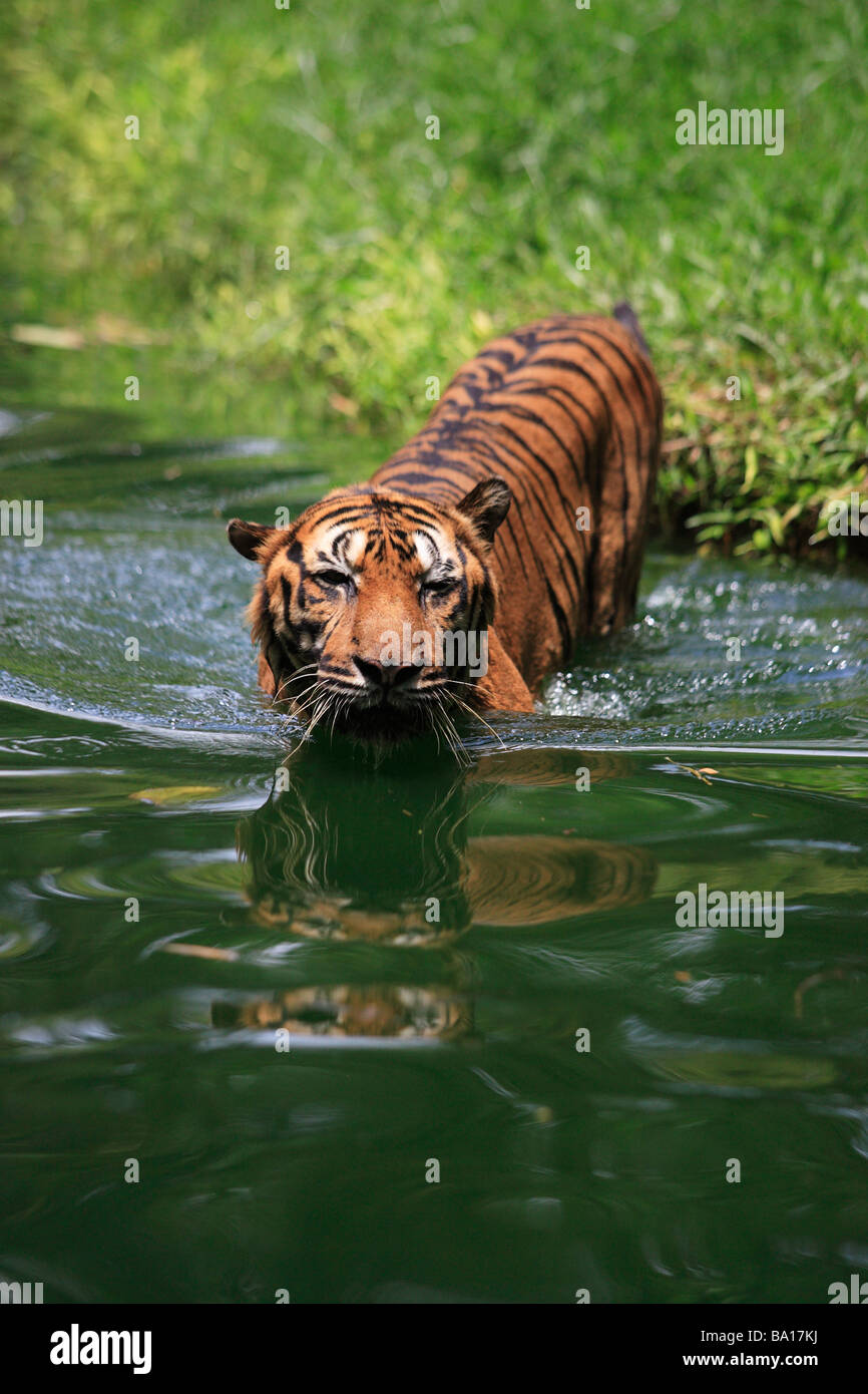 Tiger swimming hires stock photography and images Alamy