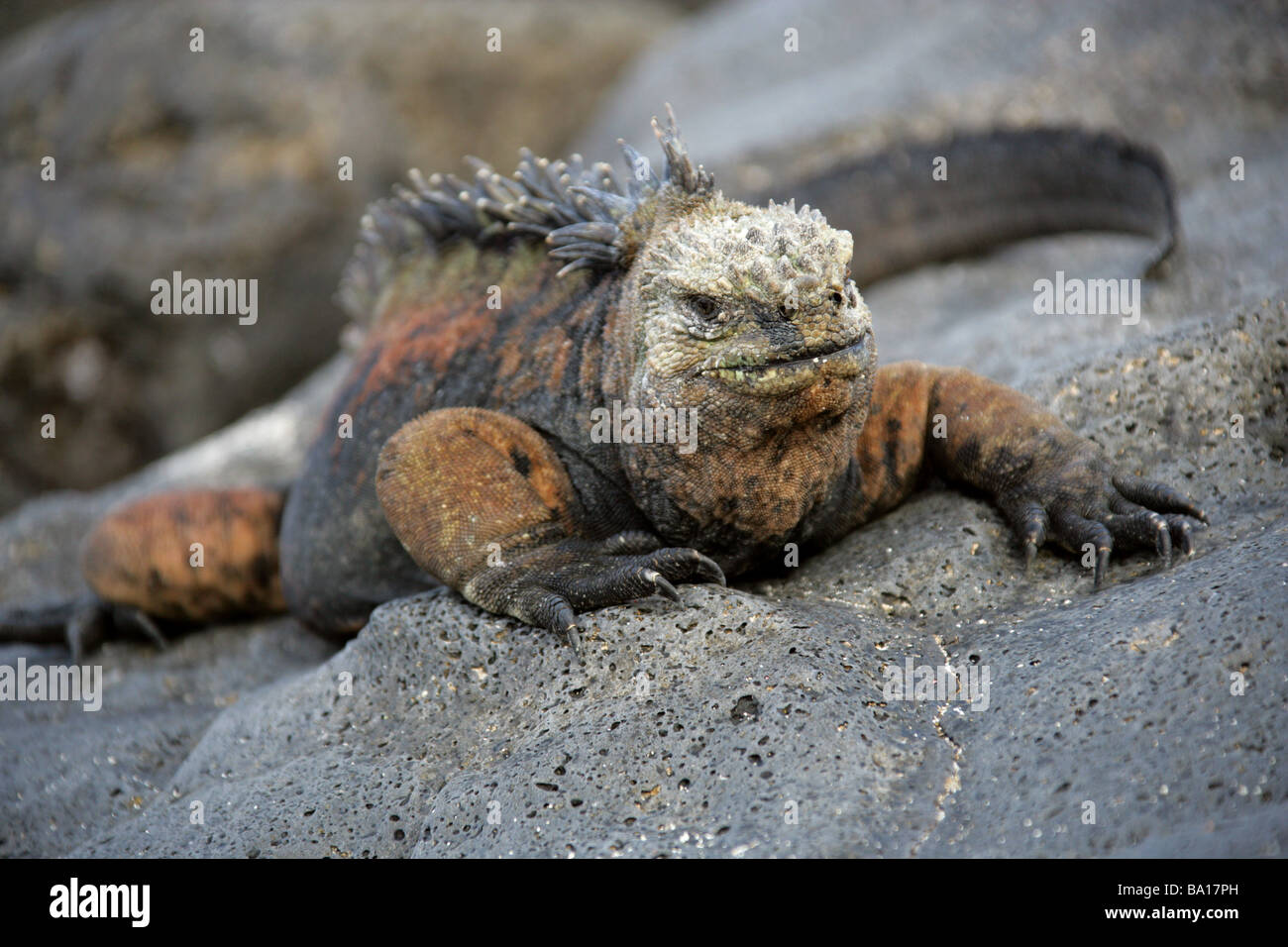 Marine Iguana, Amblyrhynchus cristatus, Iguanidae, San Cristobal Island, Galapagos Archipelago, Ecuador, South America Stock Photo