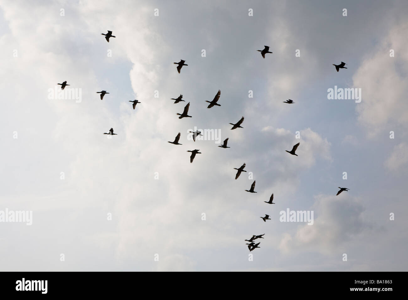 Flock of cormorants in silhouette flying over Markermeer Lelystad Netherlands Stock Photo