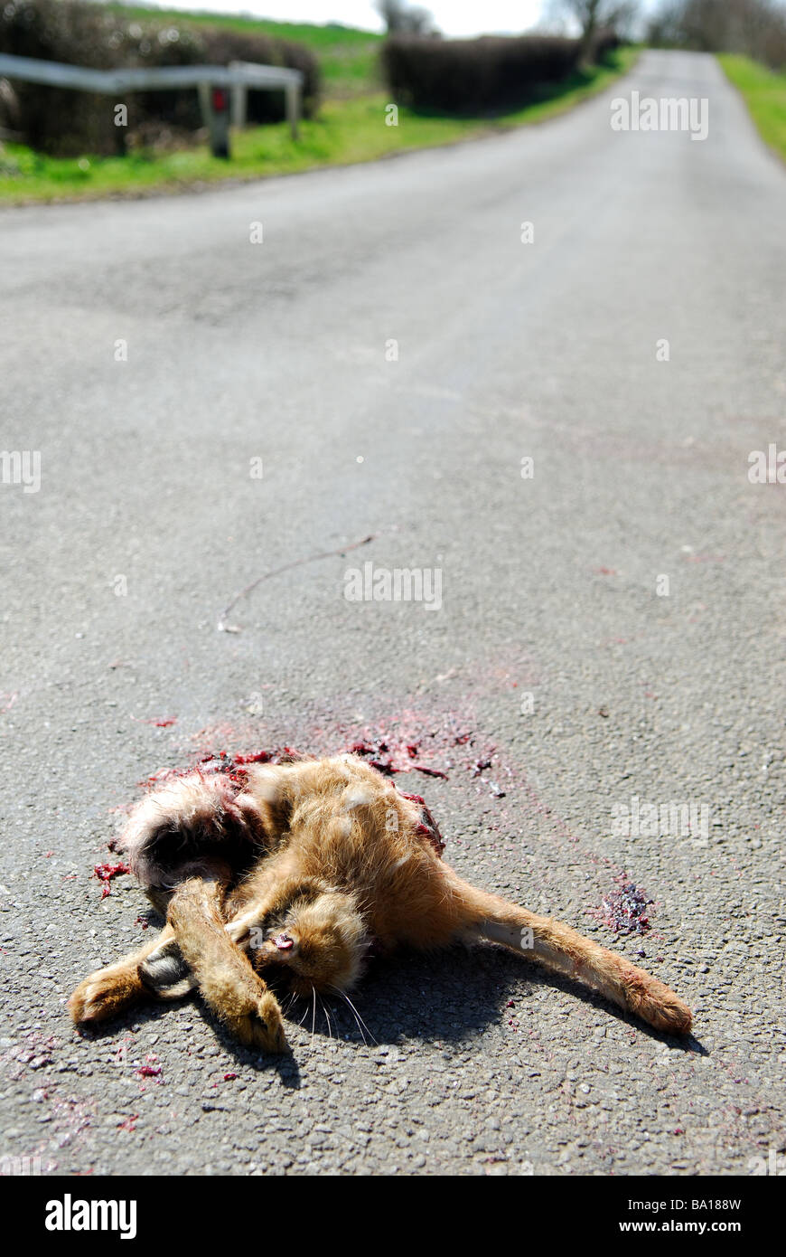 Roadkill Hare. Stock Photo