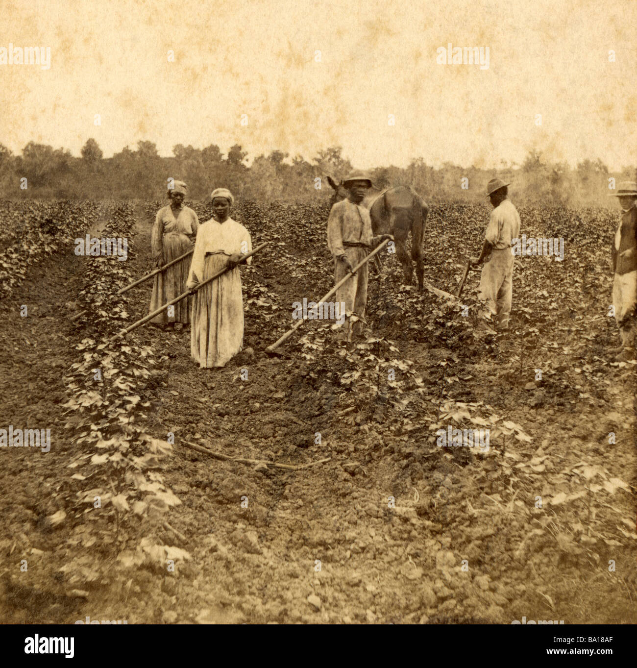 Afro Americans hoeing cotton in Louisiana circa 1895 Stock Photo Alamy