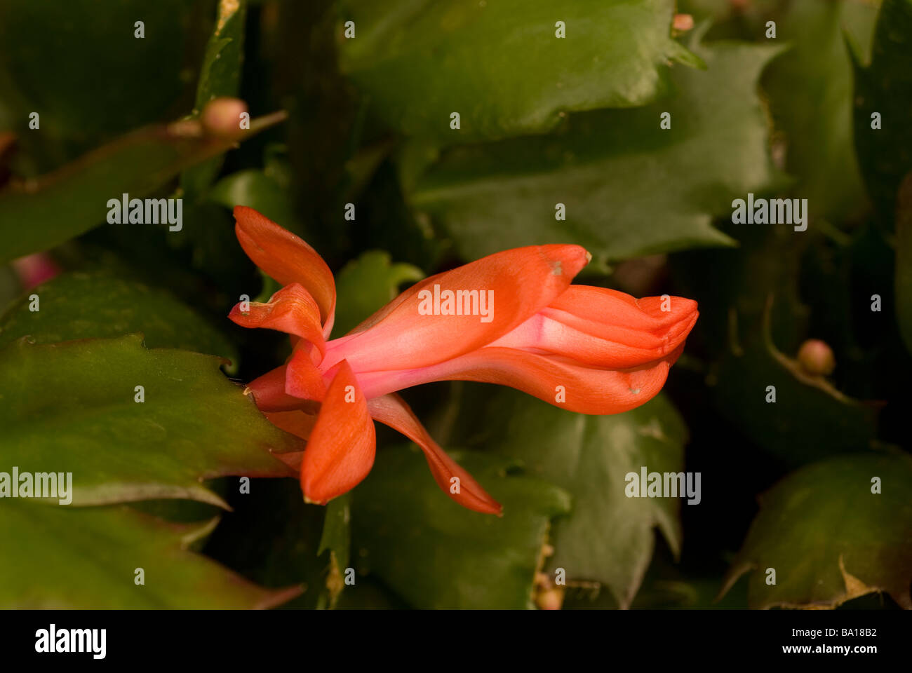 Flowers of Epiphyllum crenatum hybrid, cactus, Cactaceae, Central and South America Stock Photo