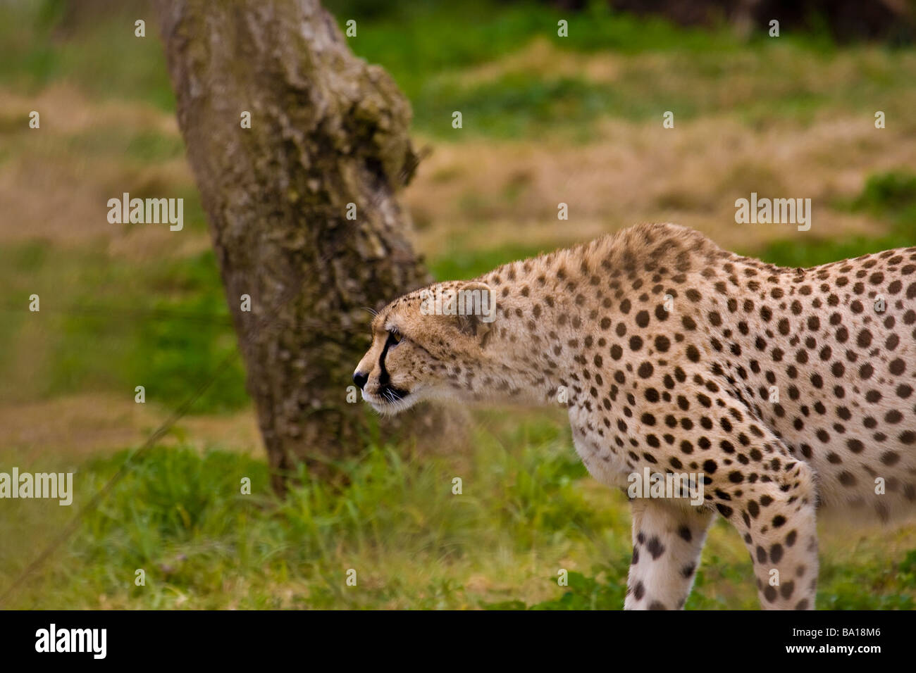 Determined Cheetah Stalking Through The Grass Stock Photo