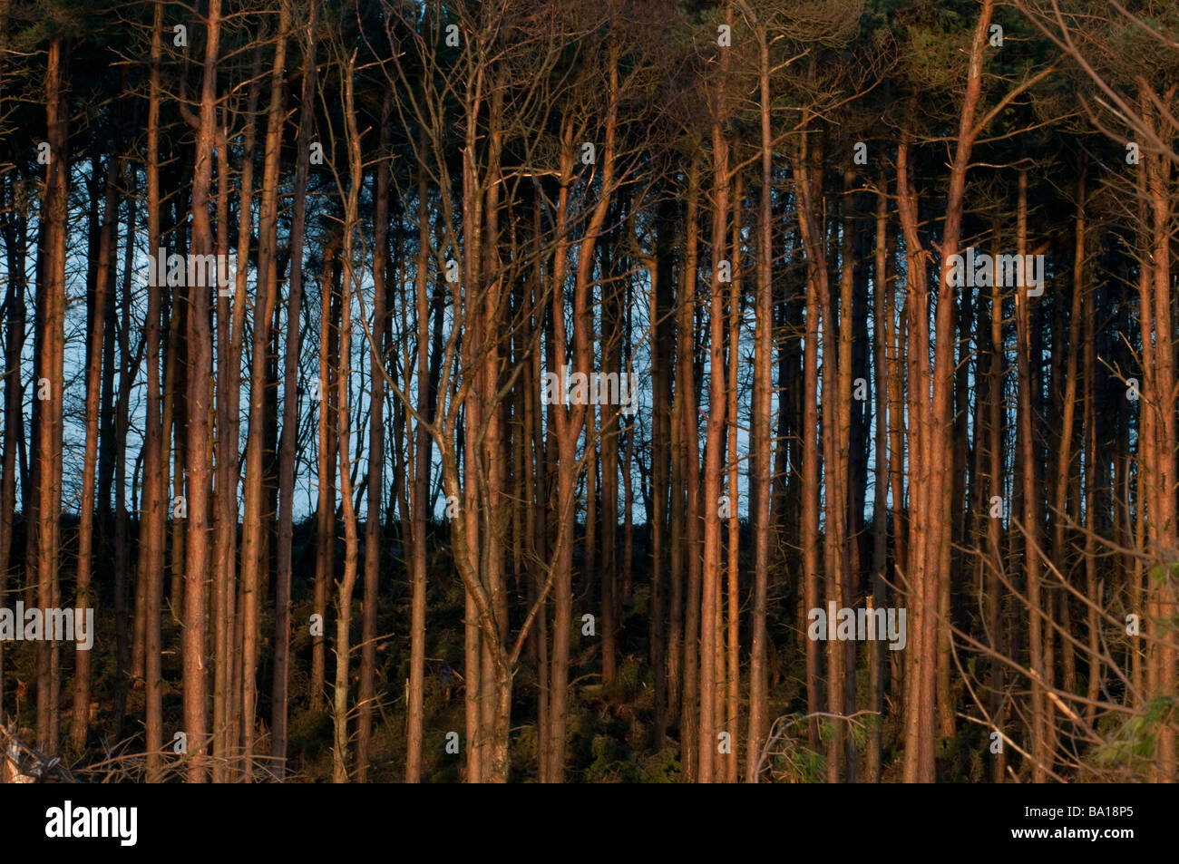 Forestry plantation at Stainburn Forest in the Washburn Valley near Harrogate Yorkshire England Stock Photo