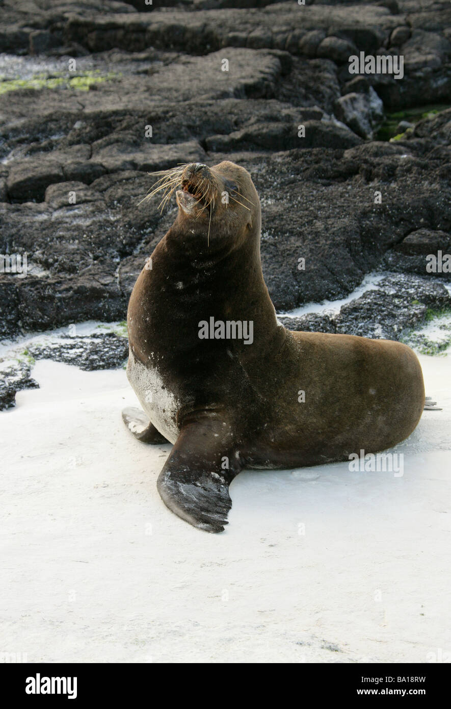 Bull Galapagos Sea Lion, Zalophus wollebaeki californianus, Otariidae ...