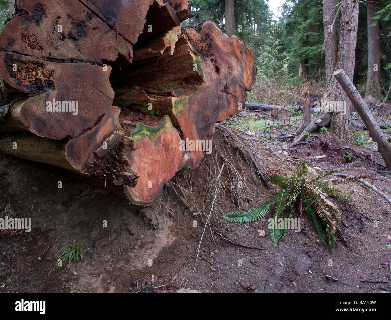 Cut Western Red Cedar in Stanley Park Vancouver following the wind storm of 2006 Stock Photo