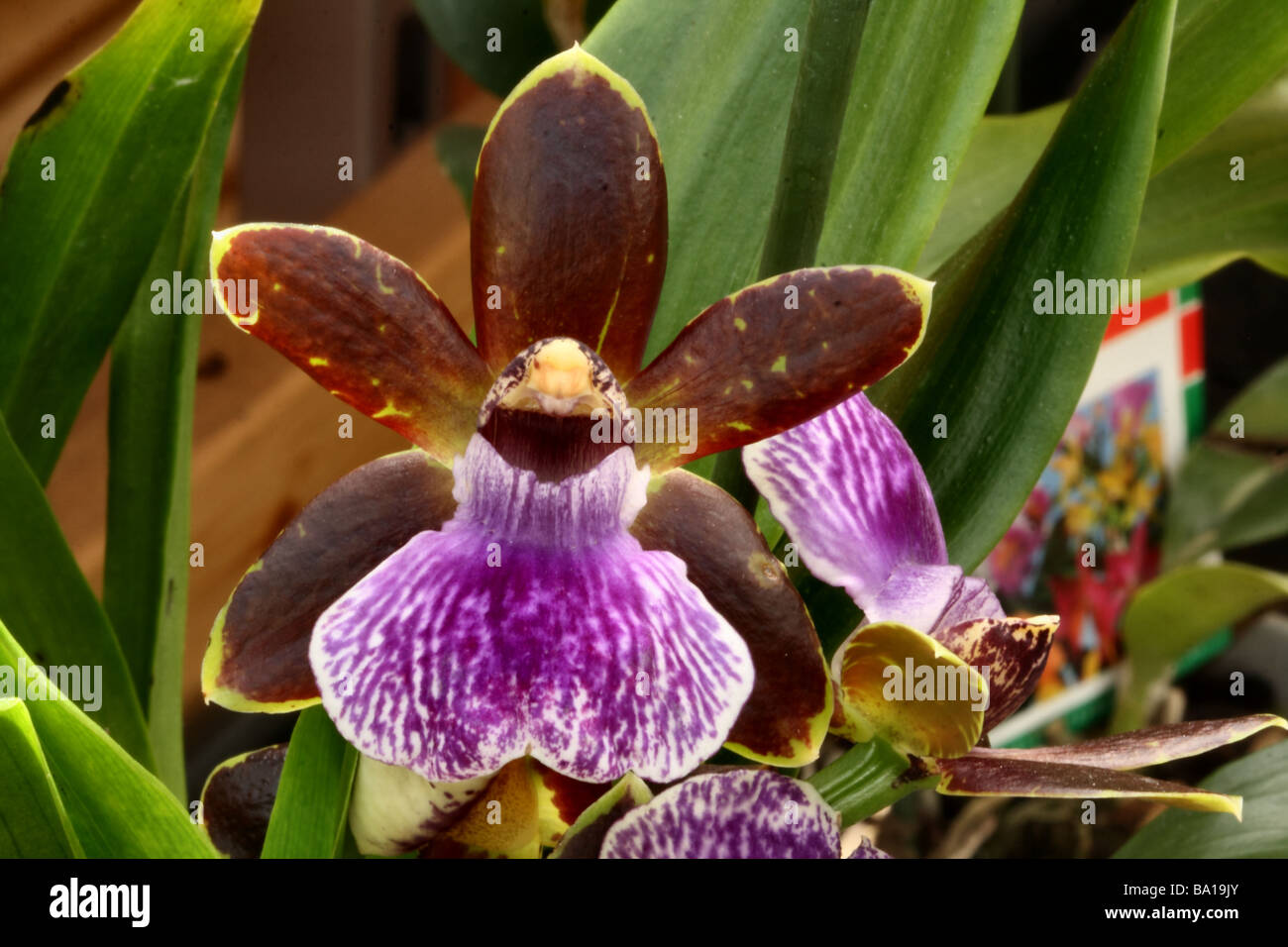 Zygopetalum Orchid Bloom , Showing macro detail of flower structure  native to Amazonia where they are found as Epiphyte Stock Photo