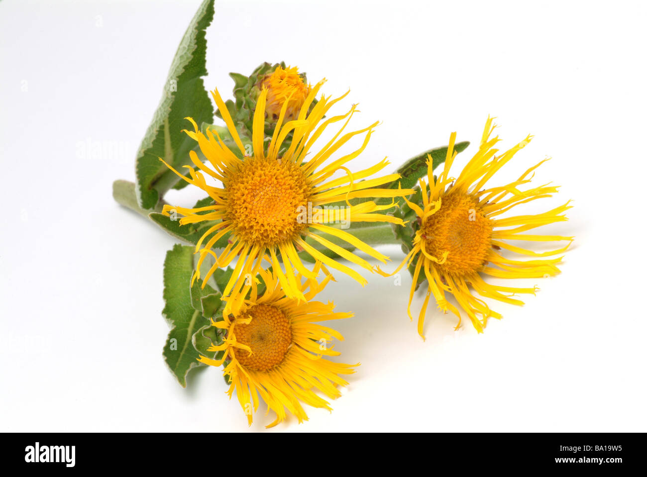 Blossoms of the medicinal plant Alant Elecampane Inula helenium Stock Photo