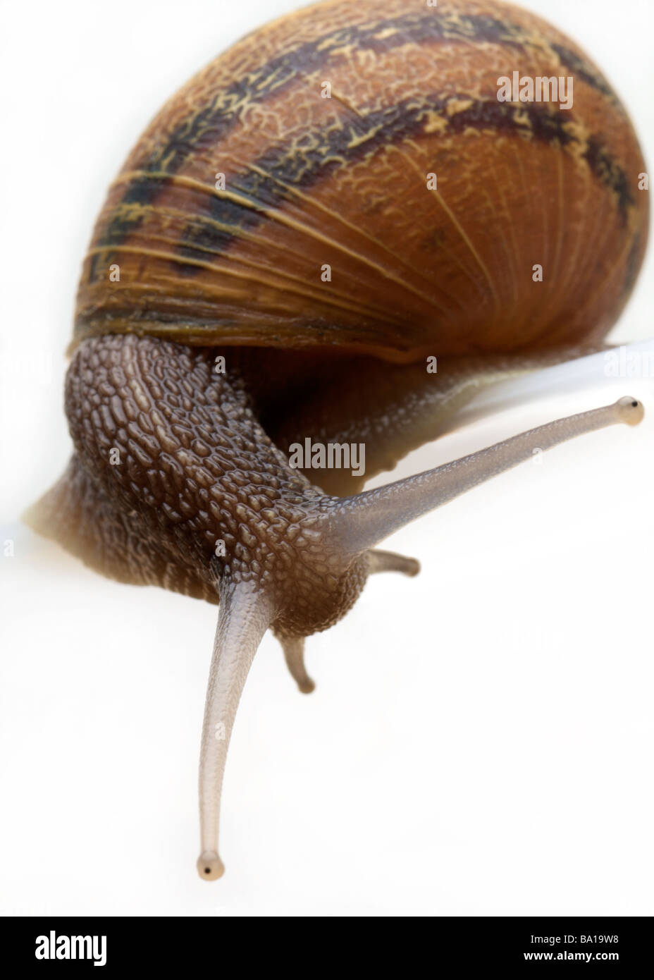 Garden Snail on a white background Stock Photo