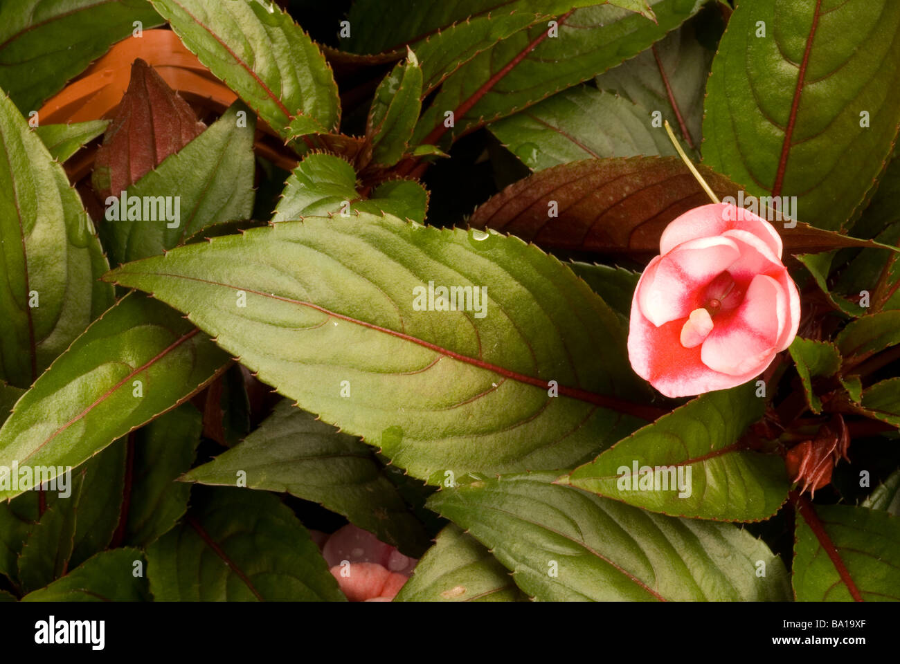 Impatiens sp. 'Guadalupe',  Balsaminaceae Stock Photo