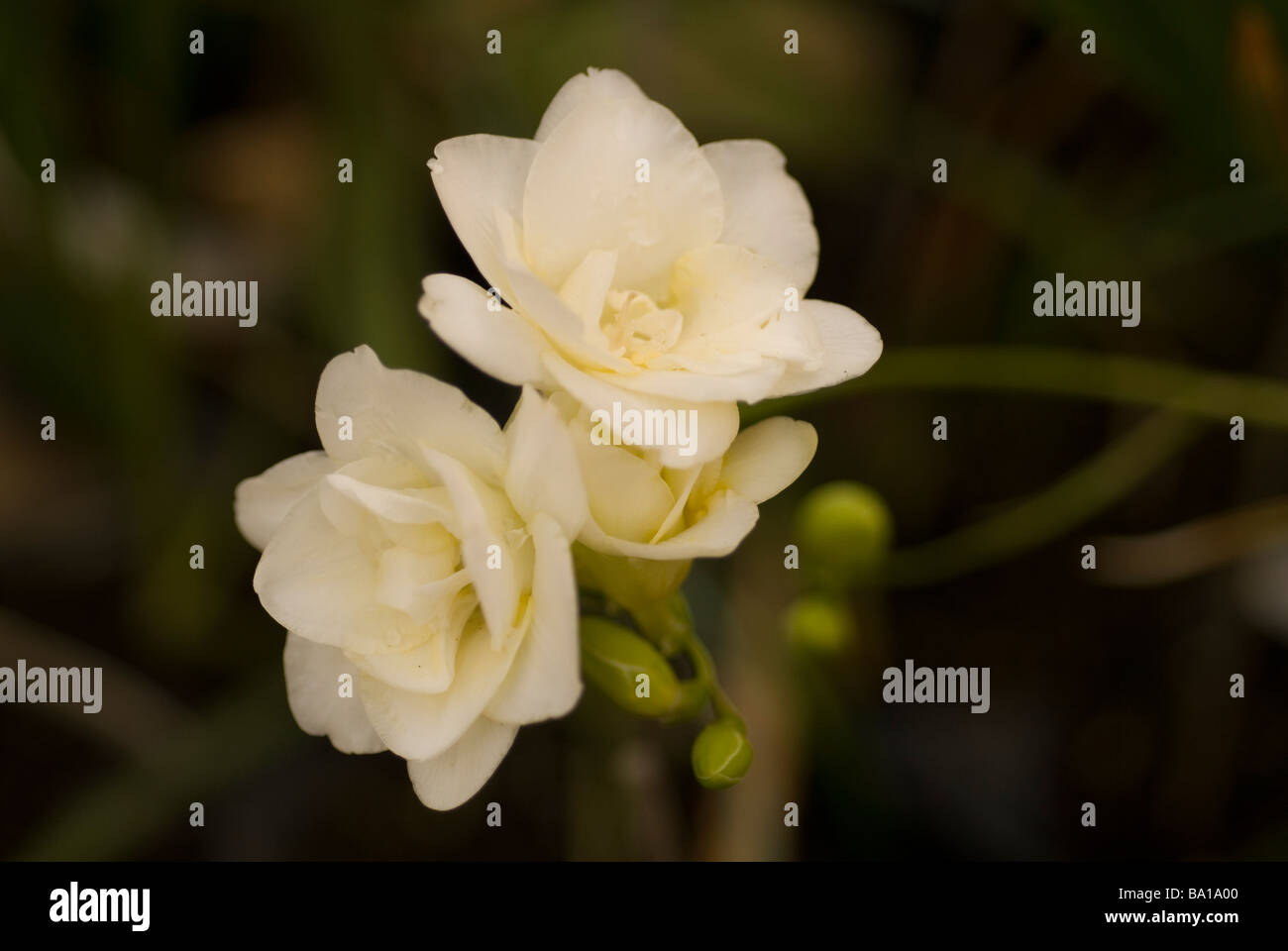 Freesia sp. 'White', Iridaceae Stock Photo