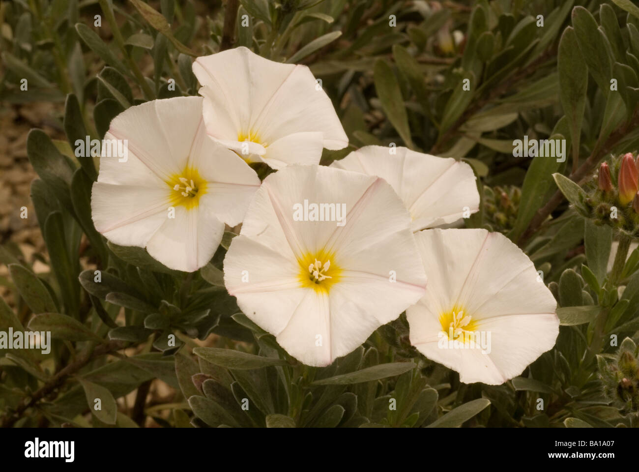 Freesia sp. 'White', Iridaceae Stock Photo