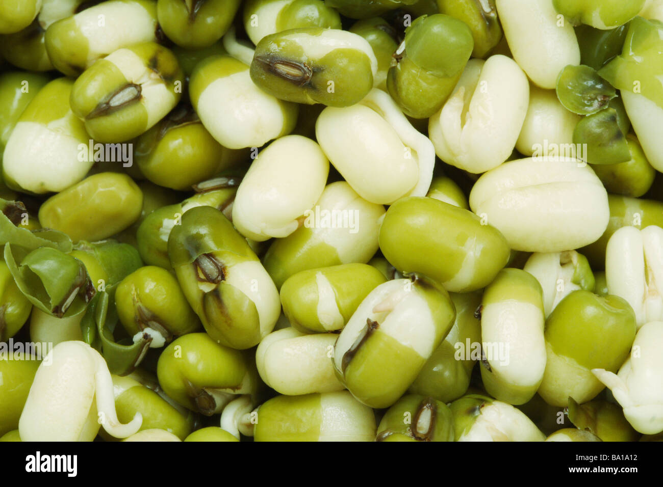Green gram sprouts Stock Photo
