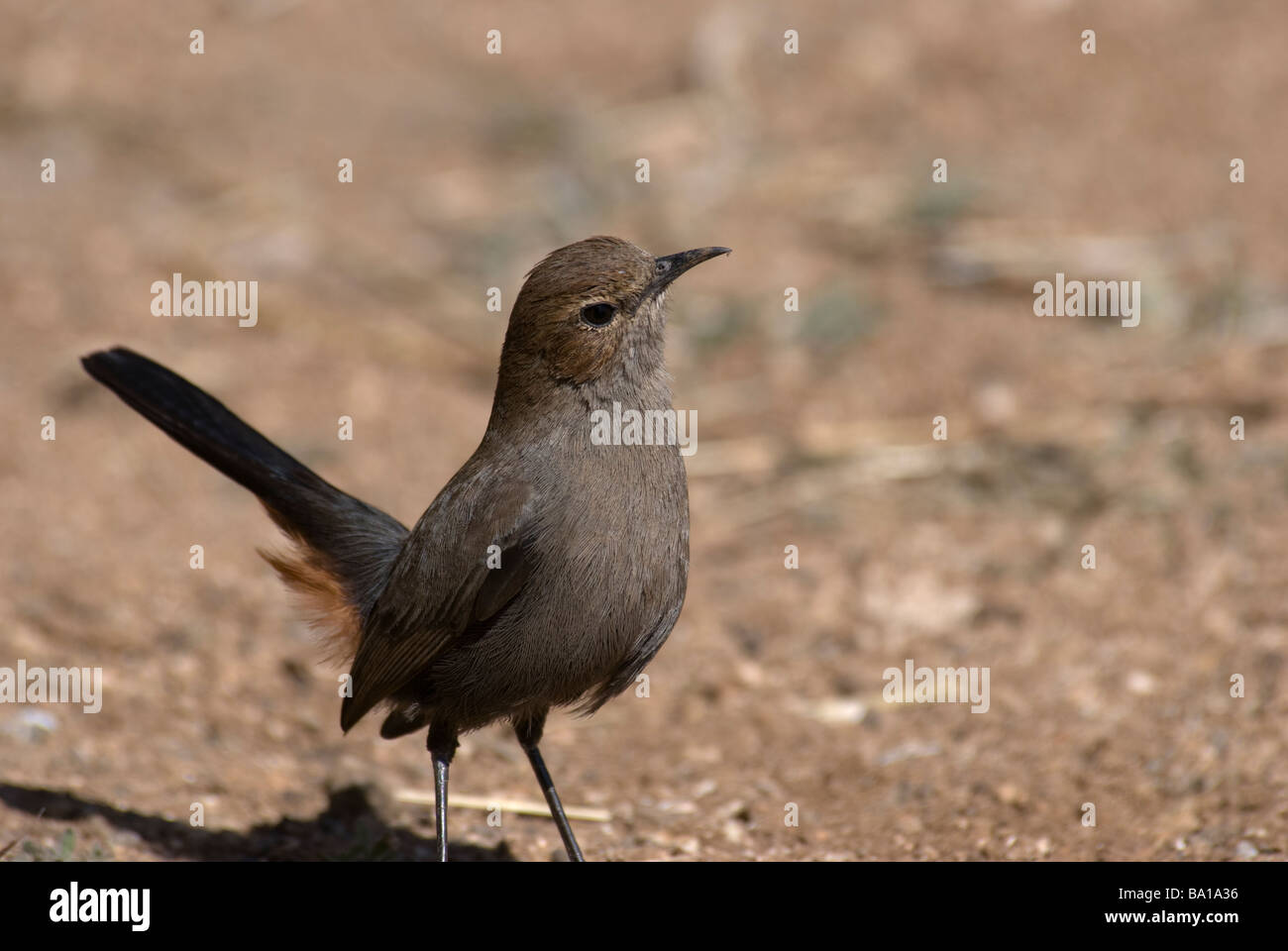 Indian Robin Ebird