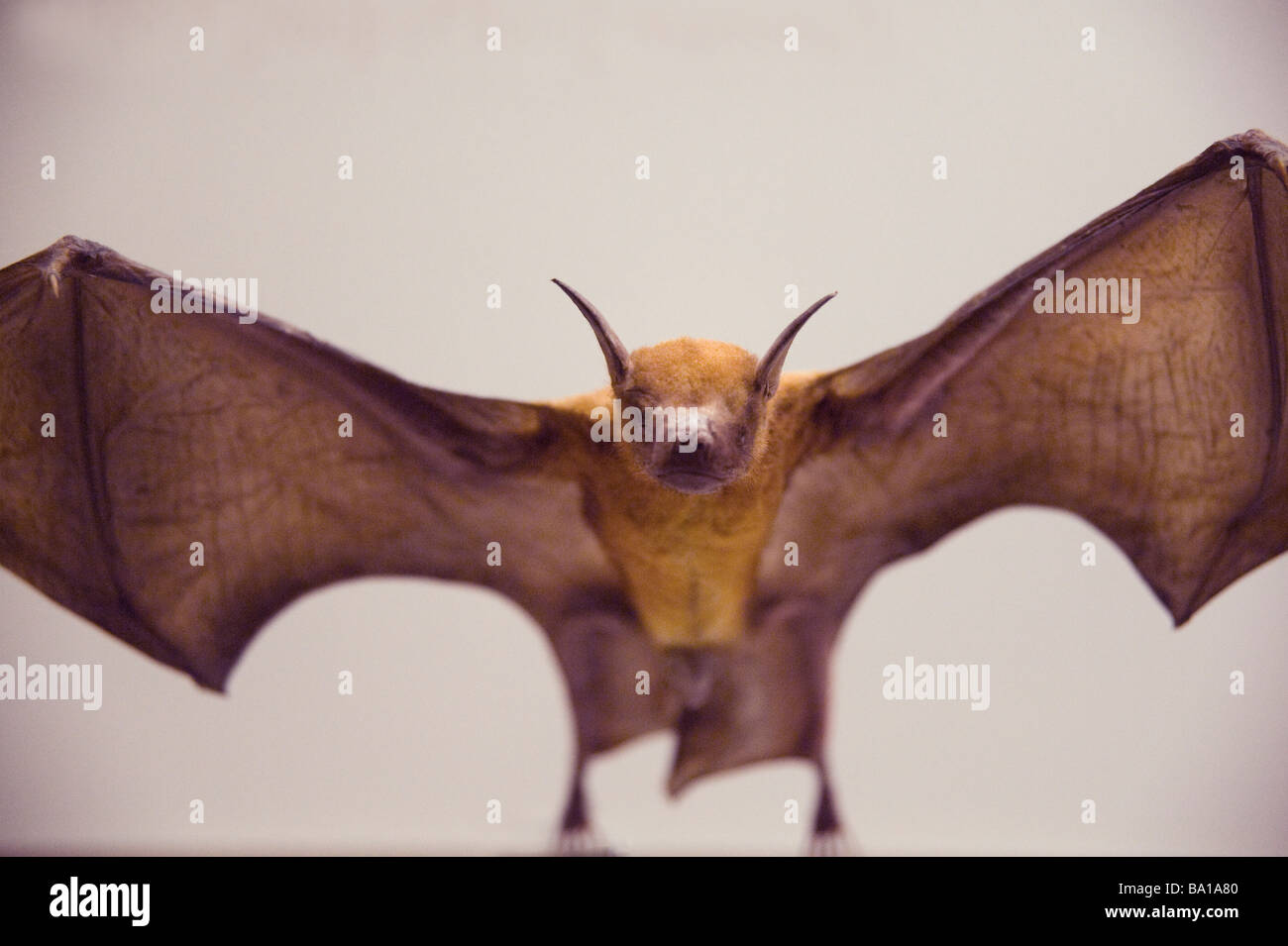 flying bat Stock Photo
