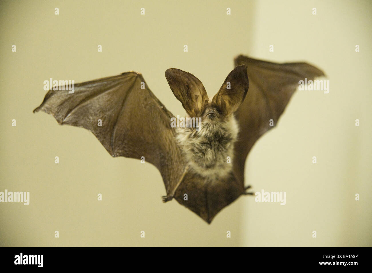big eared bat Stock Photo