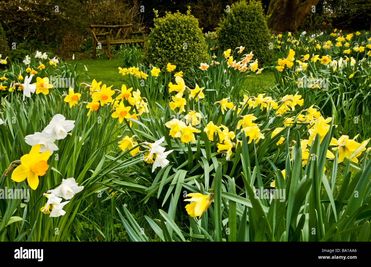 Different Species Varieties Of Narcissus In The Daffodil Garden At 