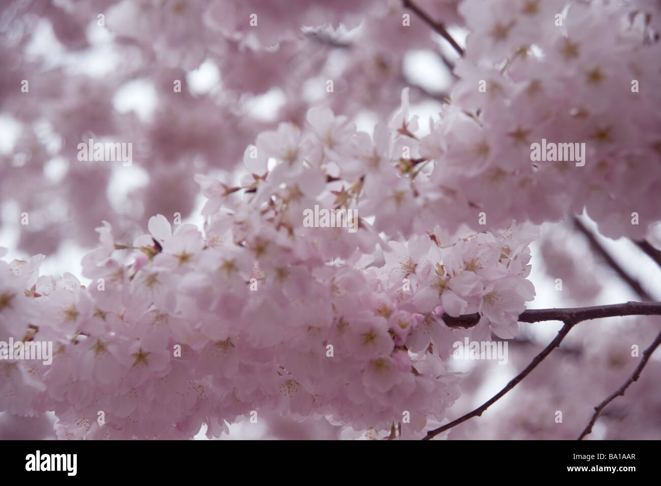 cherry blossoms close up pink flowers cherry tree Stock Photo