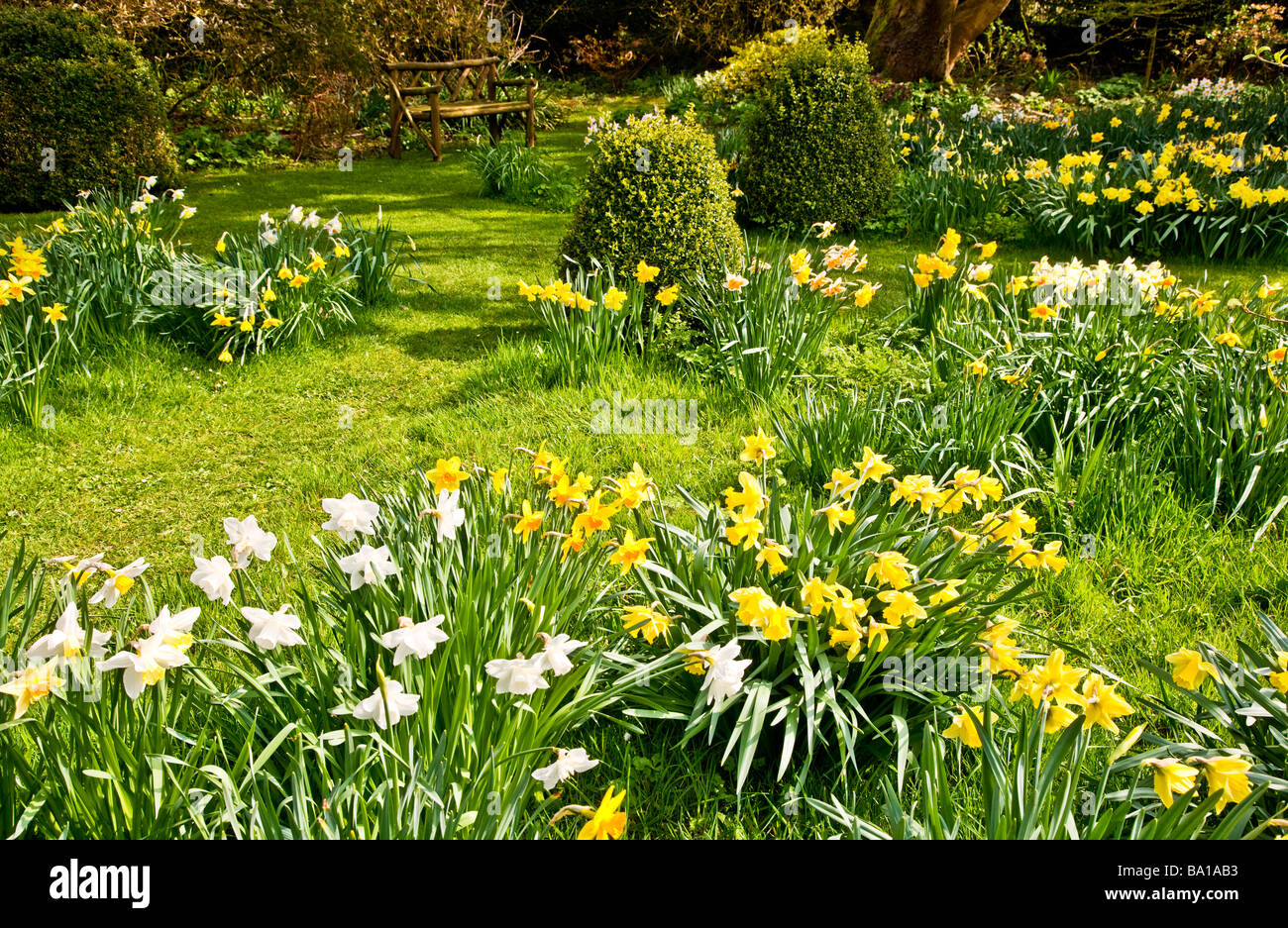 different species, varieties of narcissus in the daffodil garden at
