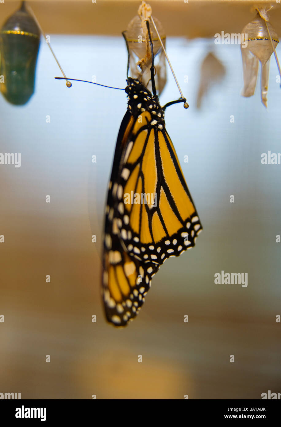 Monarch butterfly  emerges from chrysalis Stock Photo